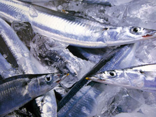 sanma